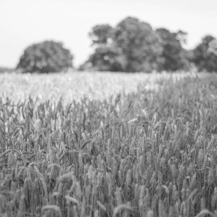 Agro & Agri Theodore Search